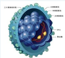 检查龟头炎有什么用？
