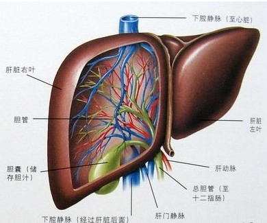 尊重生命 关爱前列腺疾病患者